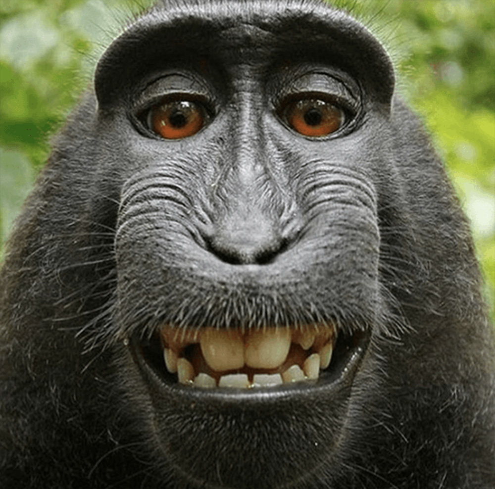 Preview for Gorilla-portrait-animal-meme-background-f5010