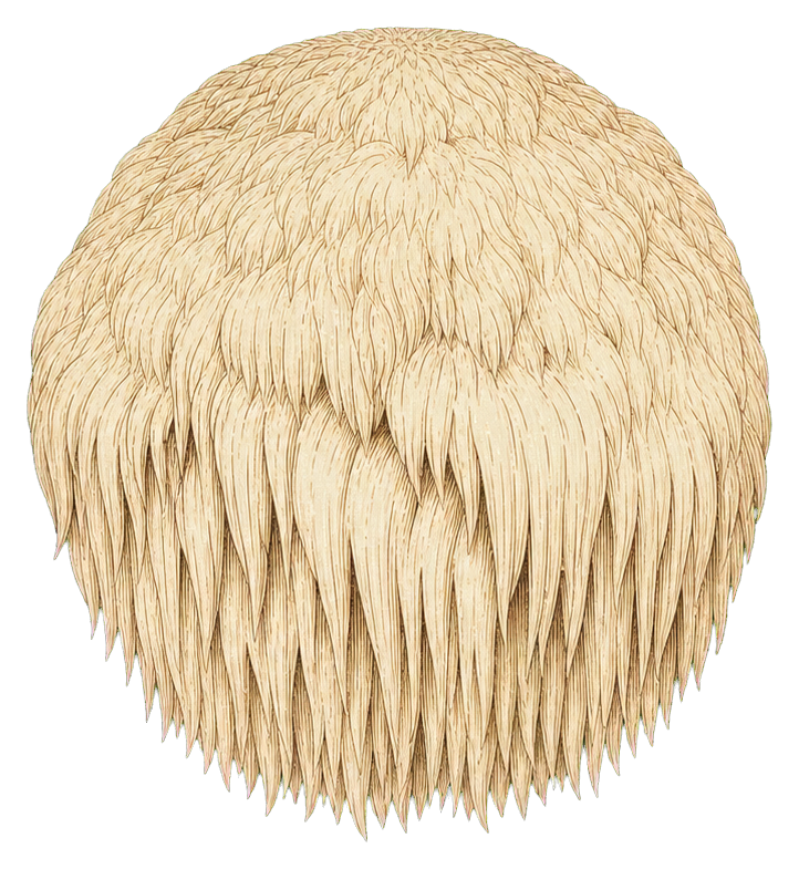 Preview for Lion's Mane Mushroom Sticker