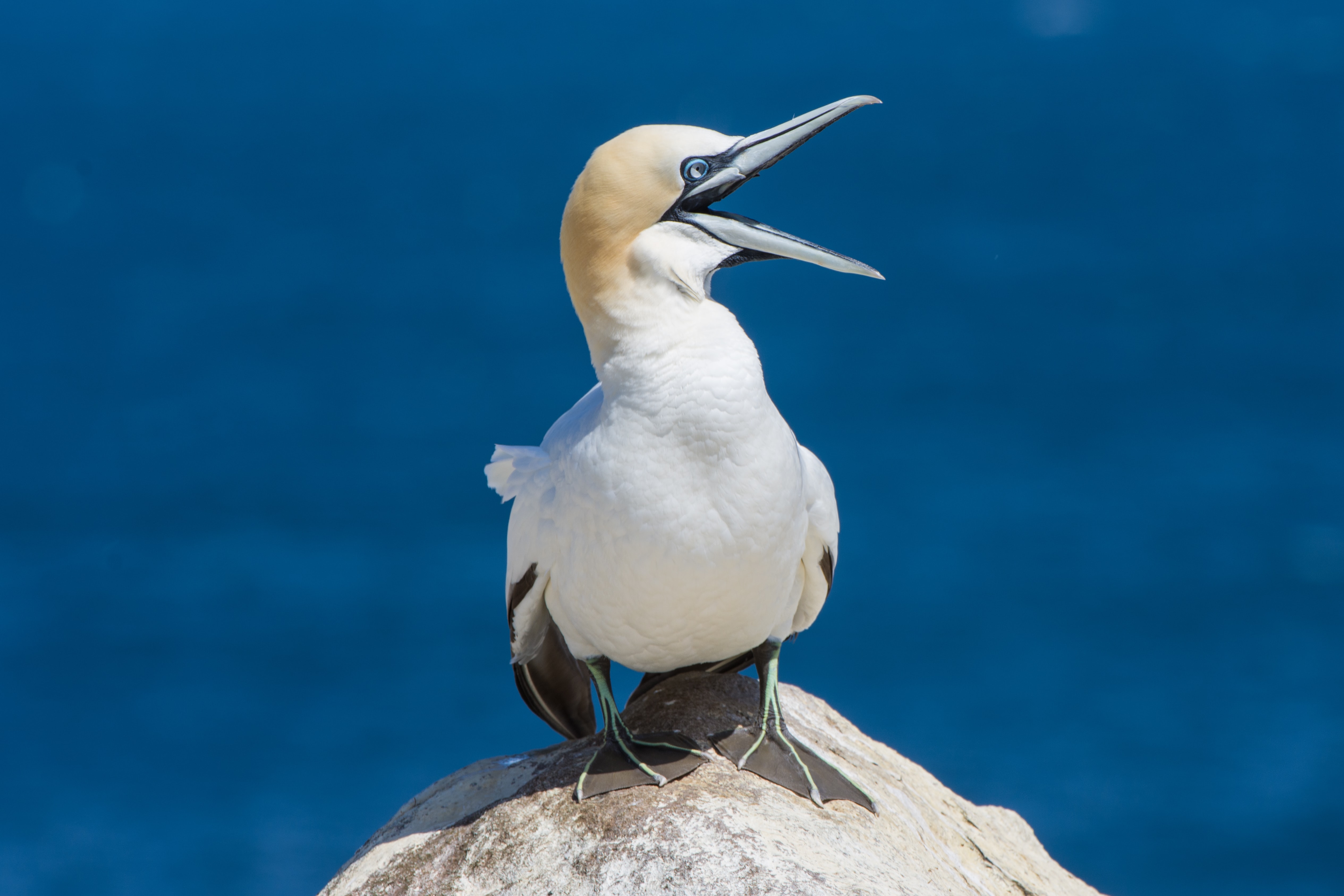 Preview for Gannet-on-rock-ocean-animal-background-1e1c7