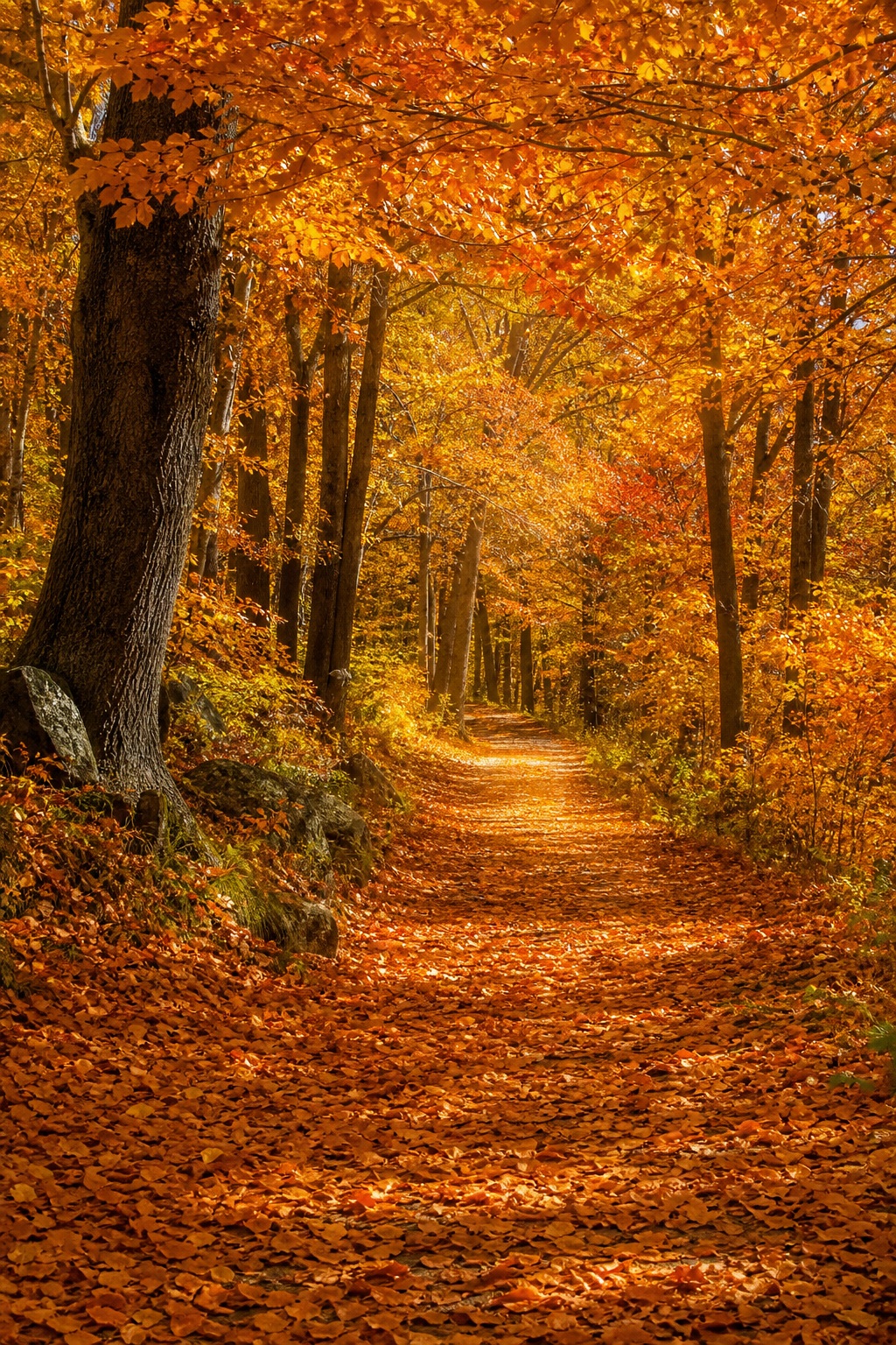 Preview for Autumn Forest Path Stock Background
