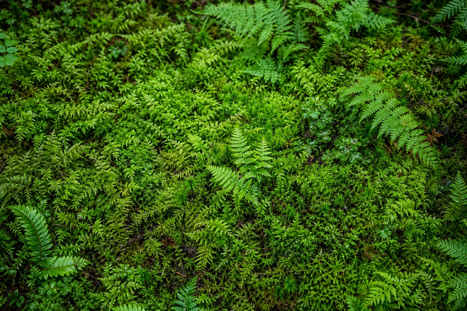 Preview for Fresh Overcast Sheet Moss Mat Background