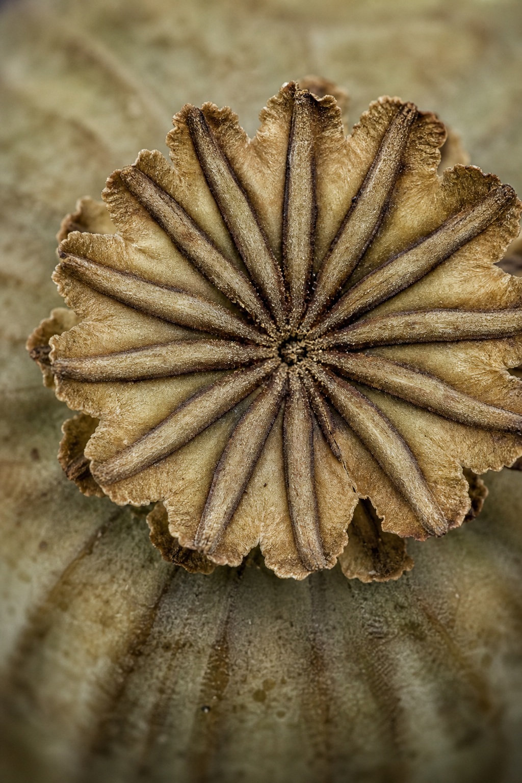 Preview for Poppy Seed Pod Texture Background