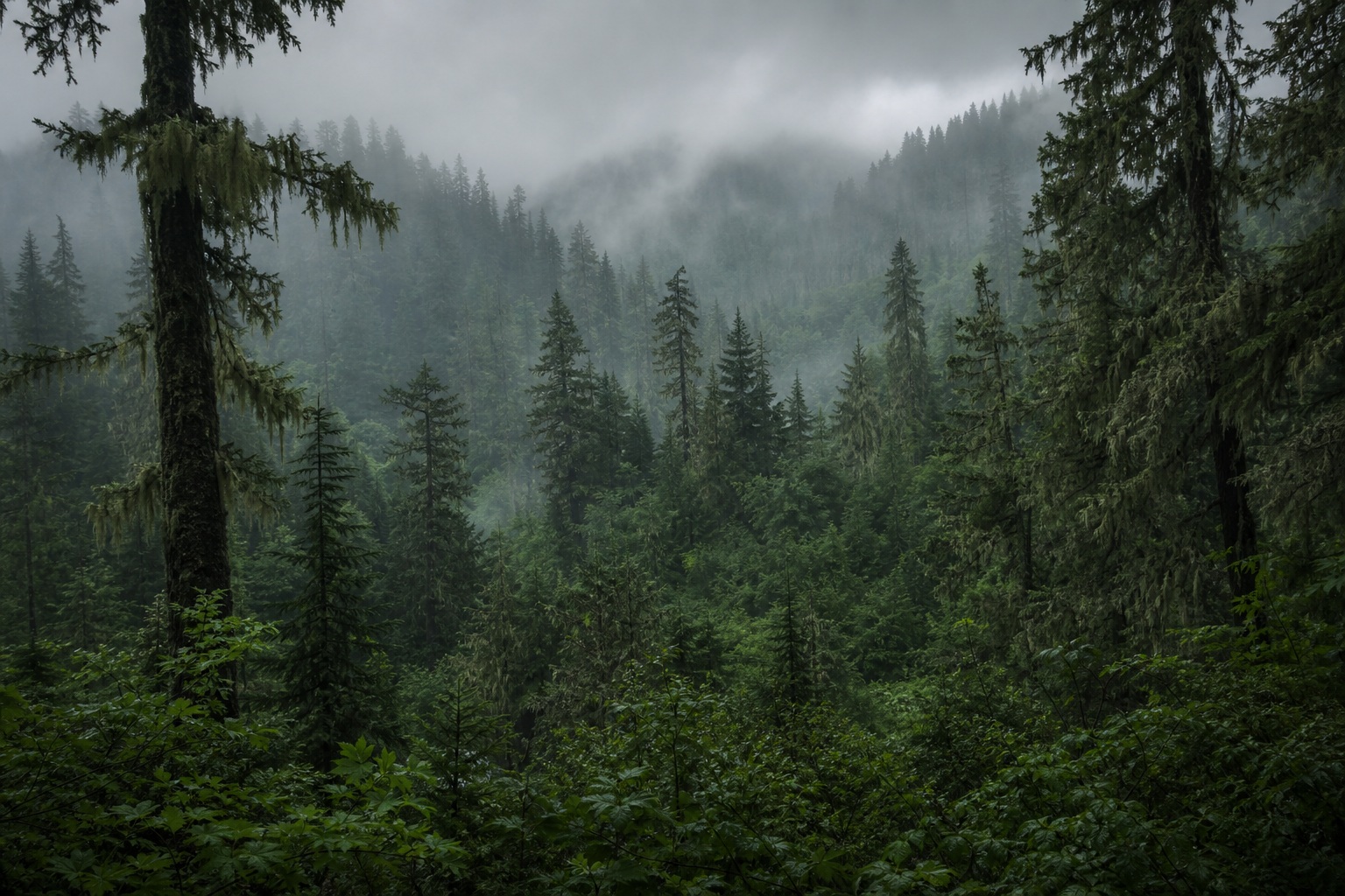 Preview for Deep Green Overcast Forest Background