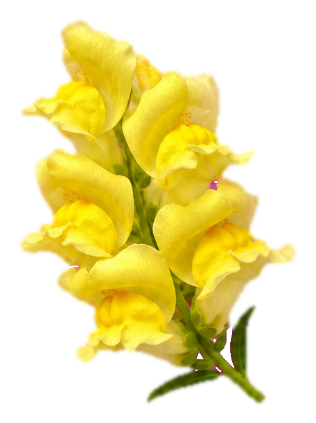 Preview for Golden Snapdragon Flower Sticker