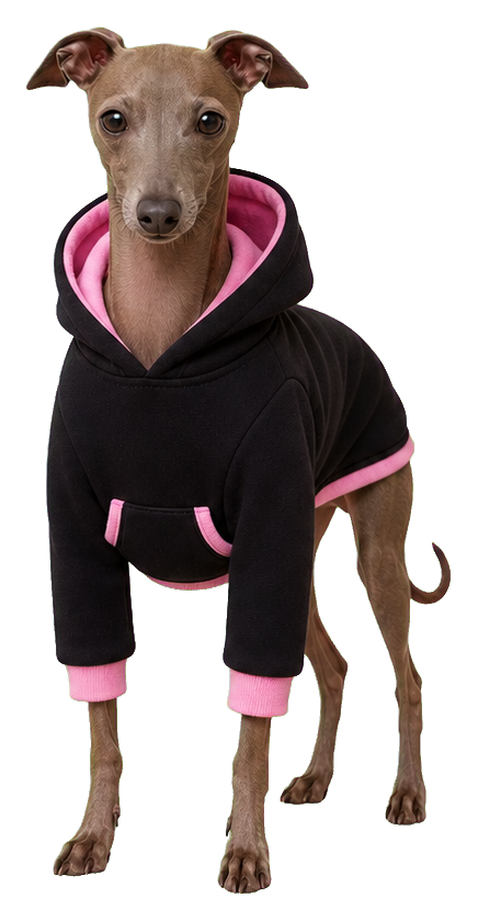 Italian greyhound wearing a black hoodie with pink trim on a transparent background