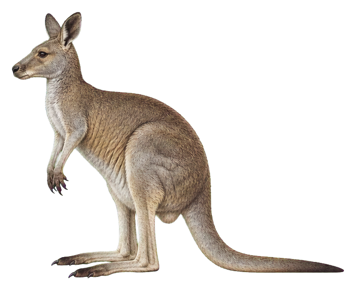 Preview for Eastern Gray Kangaroo Vintage Sticker