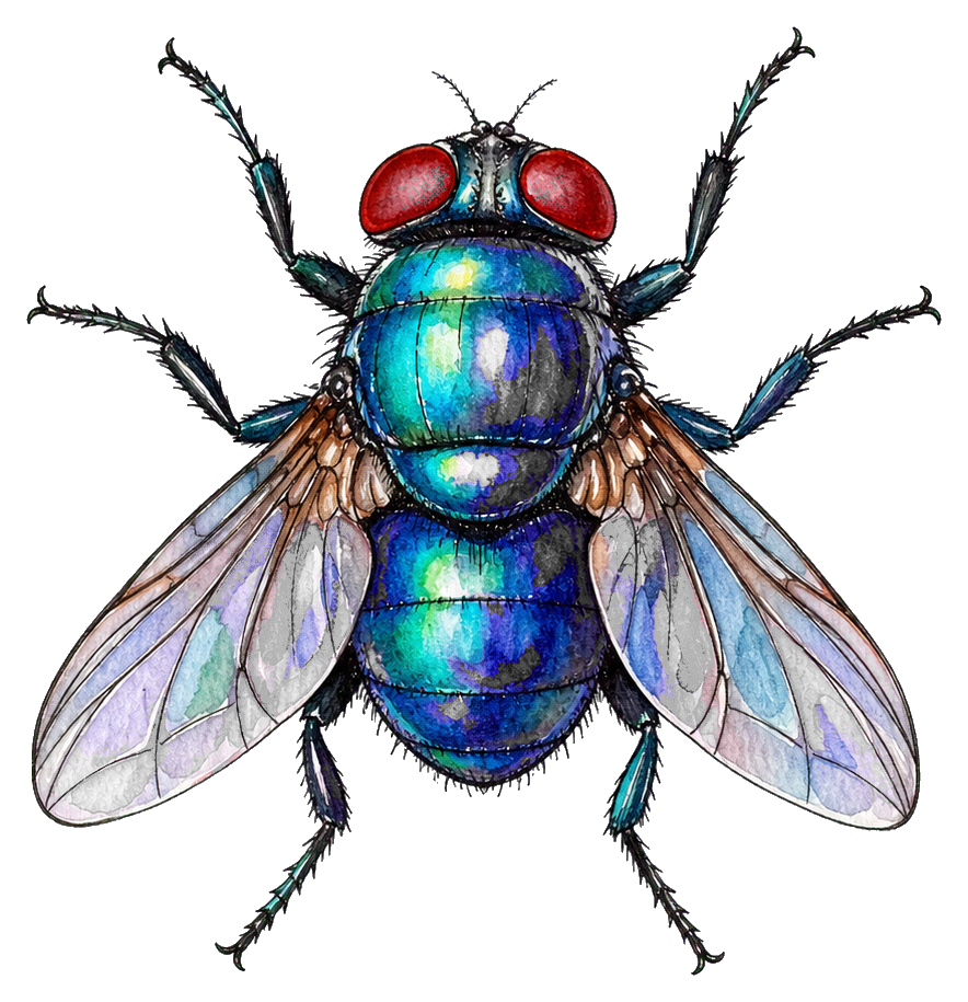 Preview for Iridescent Housefly Sticker