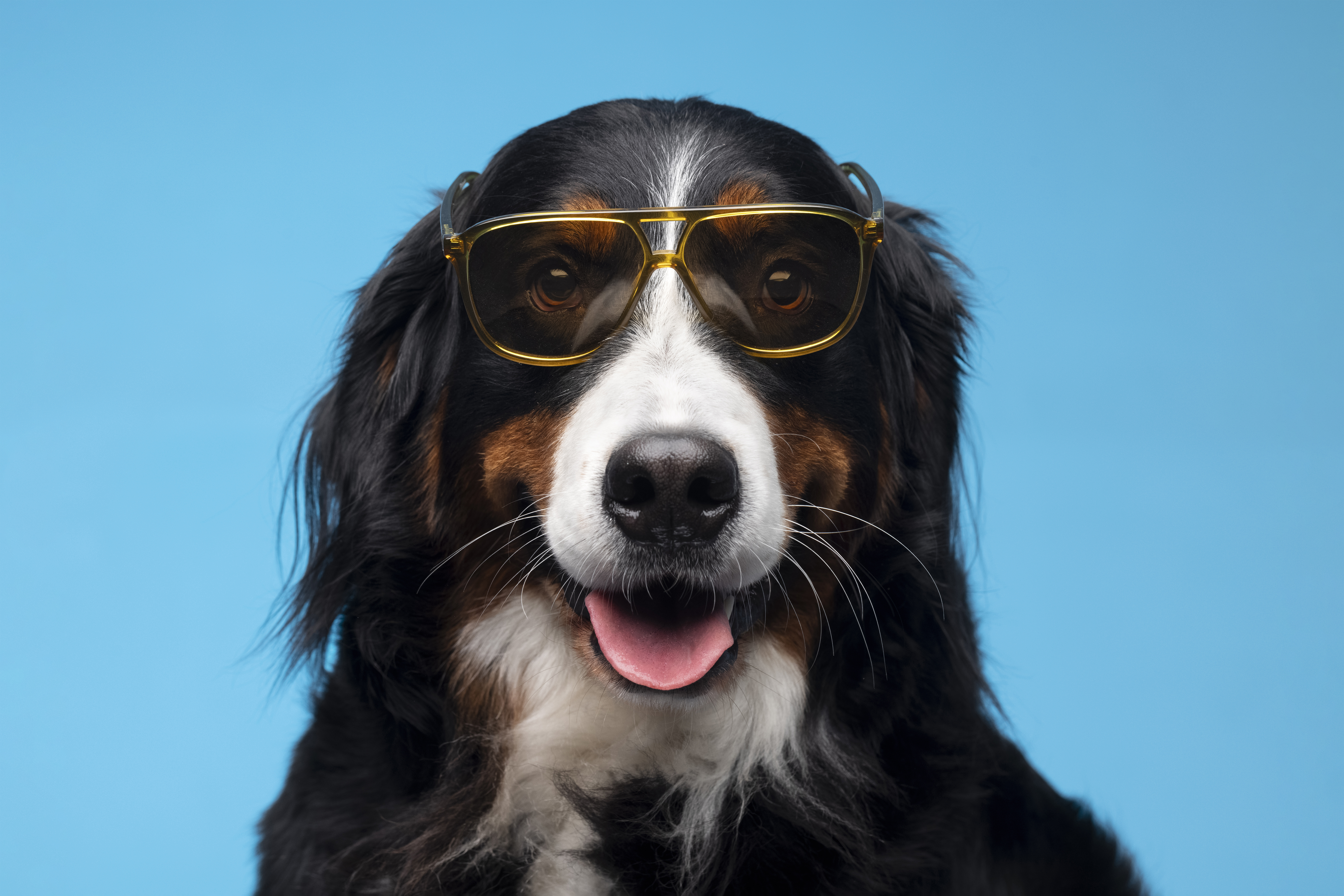 Preview for Funny-dog-sunglasses-dog-meme-background-7a20d