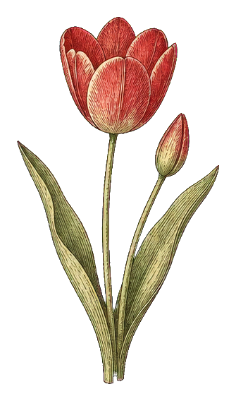 Preview for Red Tulip Botanical Sticker