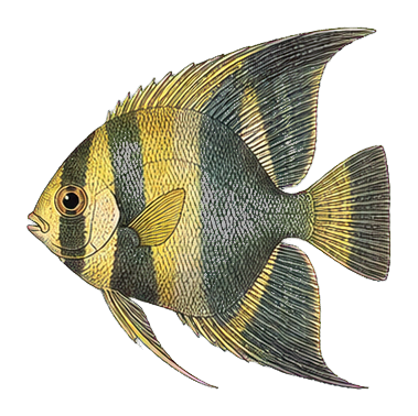 Preview for Vintage Angelfish Sticker