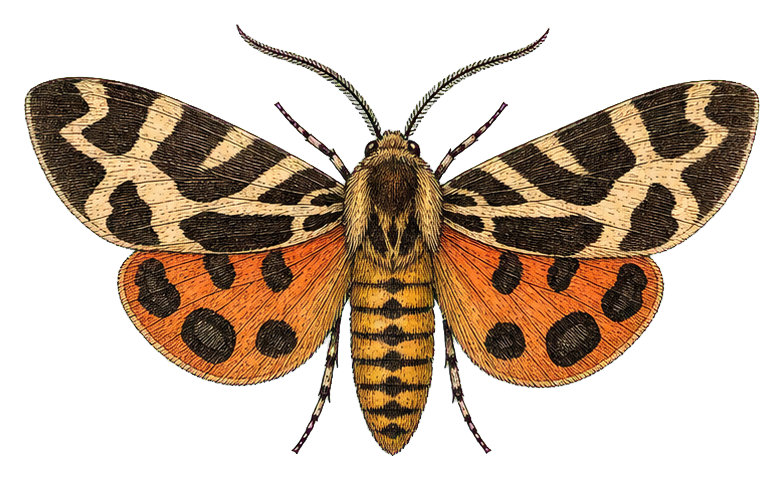 Preview for Tiger Moth Vintage Sticker