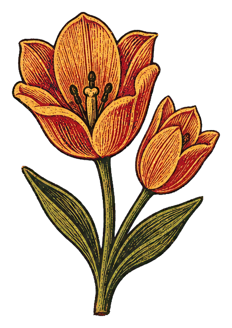 Preview for Ochre Two-bloom Tulip Sticker
