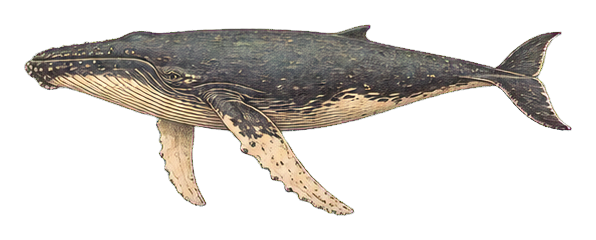 Preview for Humpback Whale Vintage Sticker Graphic