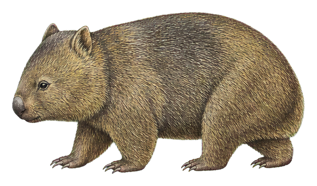 Preview for Common Wombat Vintage Sticker