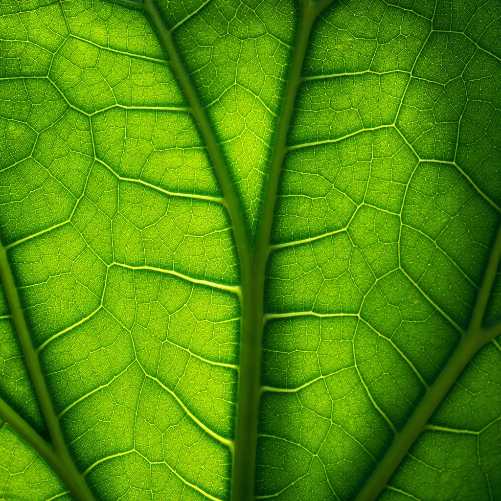 Preview for Square Leaf Veins Botanical Background