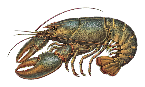Preview for Vintage Lobster Sticker Graphic
