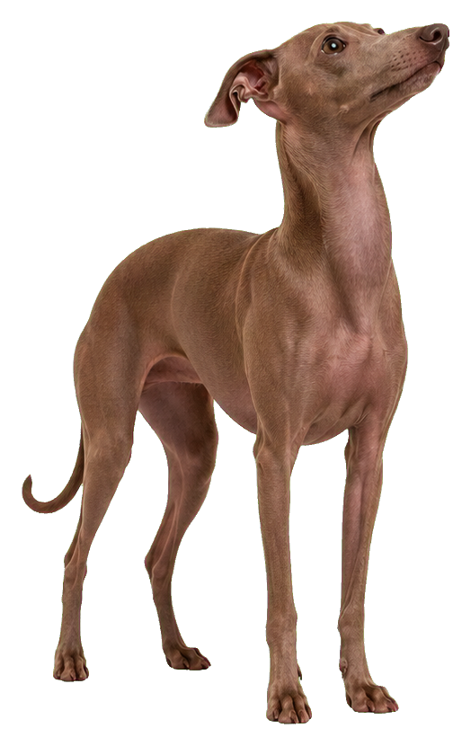 Realistic Italian greyhound standing and looking upward.
