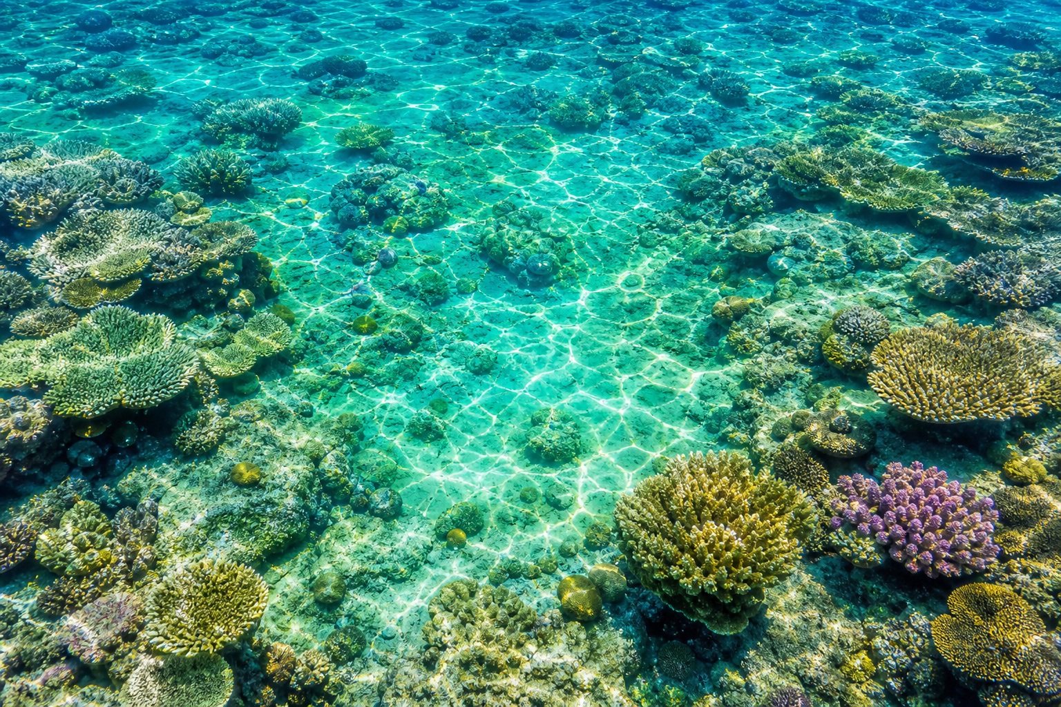 Preview for Tropical Reef Water Background