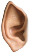 Preview for Human-ear-anatomy-ears-sticker-e4181