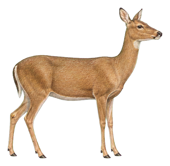 Preview for Virginia Deer Vintage Sticker