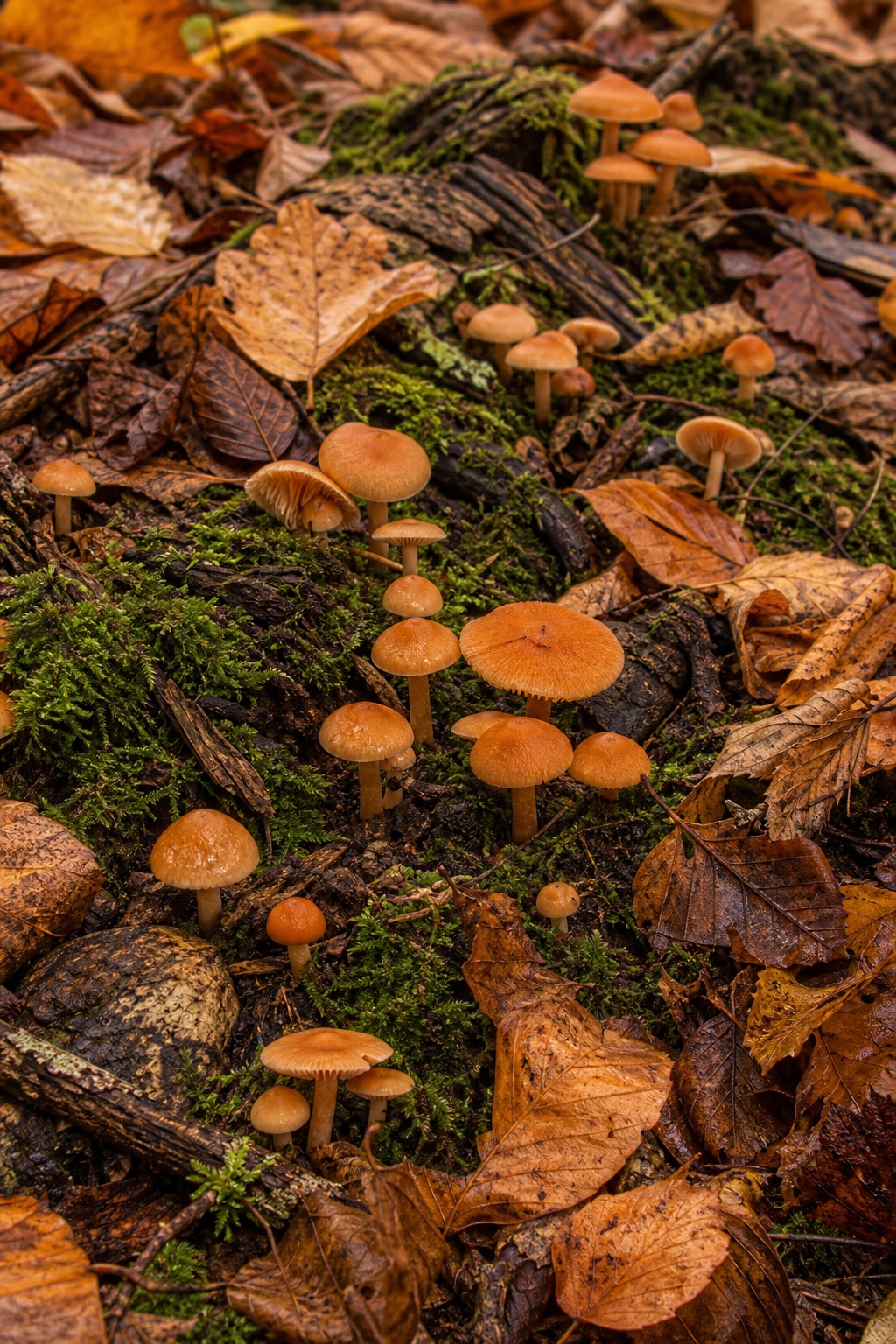 Small orange woodland mushrooms growing among moss, leaves, and forest floor debris.