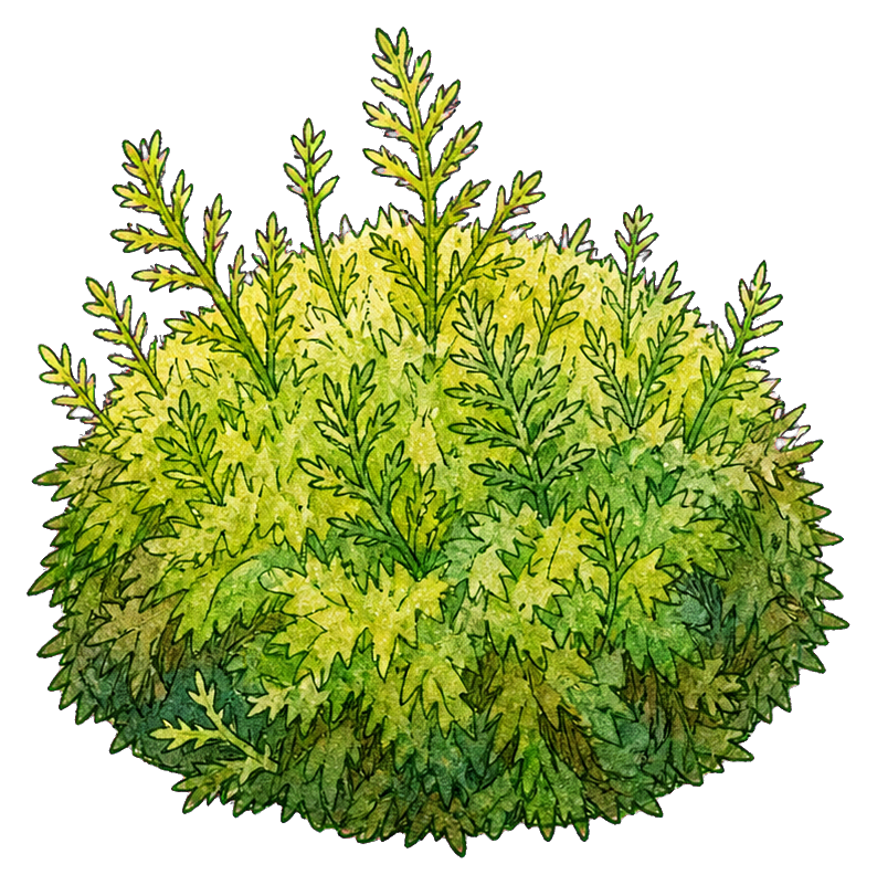 Preview for Moss Mound Sticker