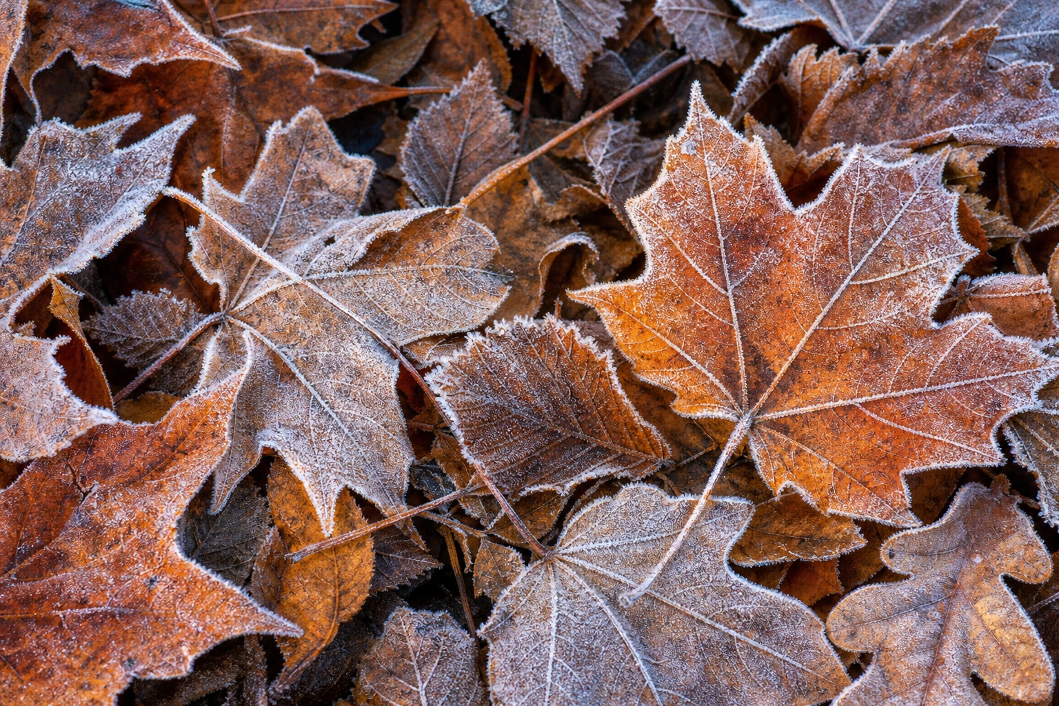 Preview for Frosted Fall Leaves Background