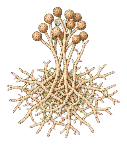 Vintage illustration of a mycelium spore cluster with branching pale fungal strands and rounded spores.