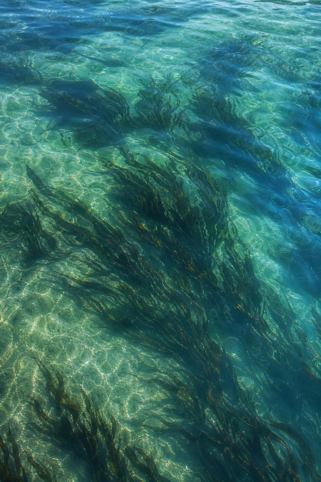 Blue green water with shadowy kelp-like strands and textured light patterns