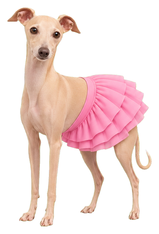 Italian Greyhound wearing a pink tutu standing on a white background