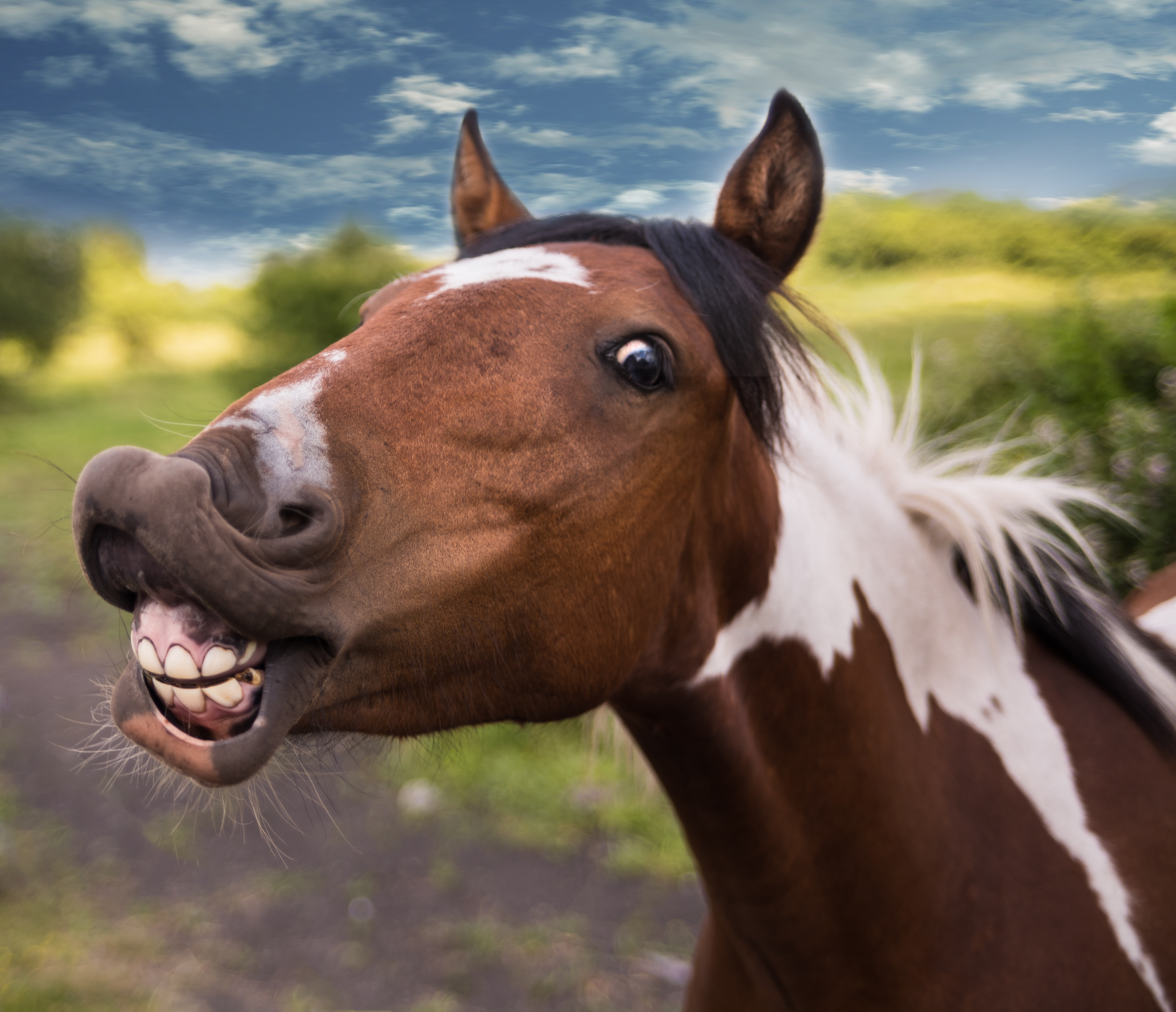 Preview for Funny-horse-expression-animal-background-53fe5