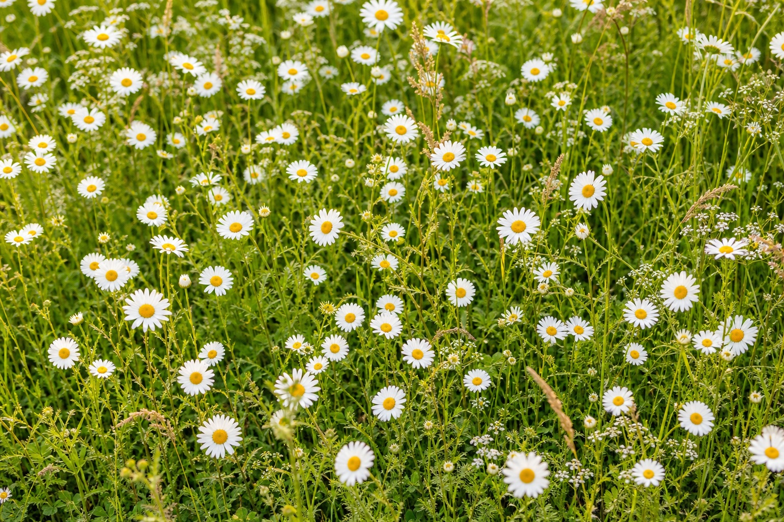Preview for Wildflower Meadow Background Stock Background