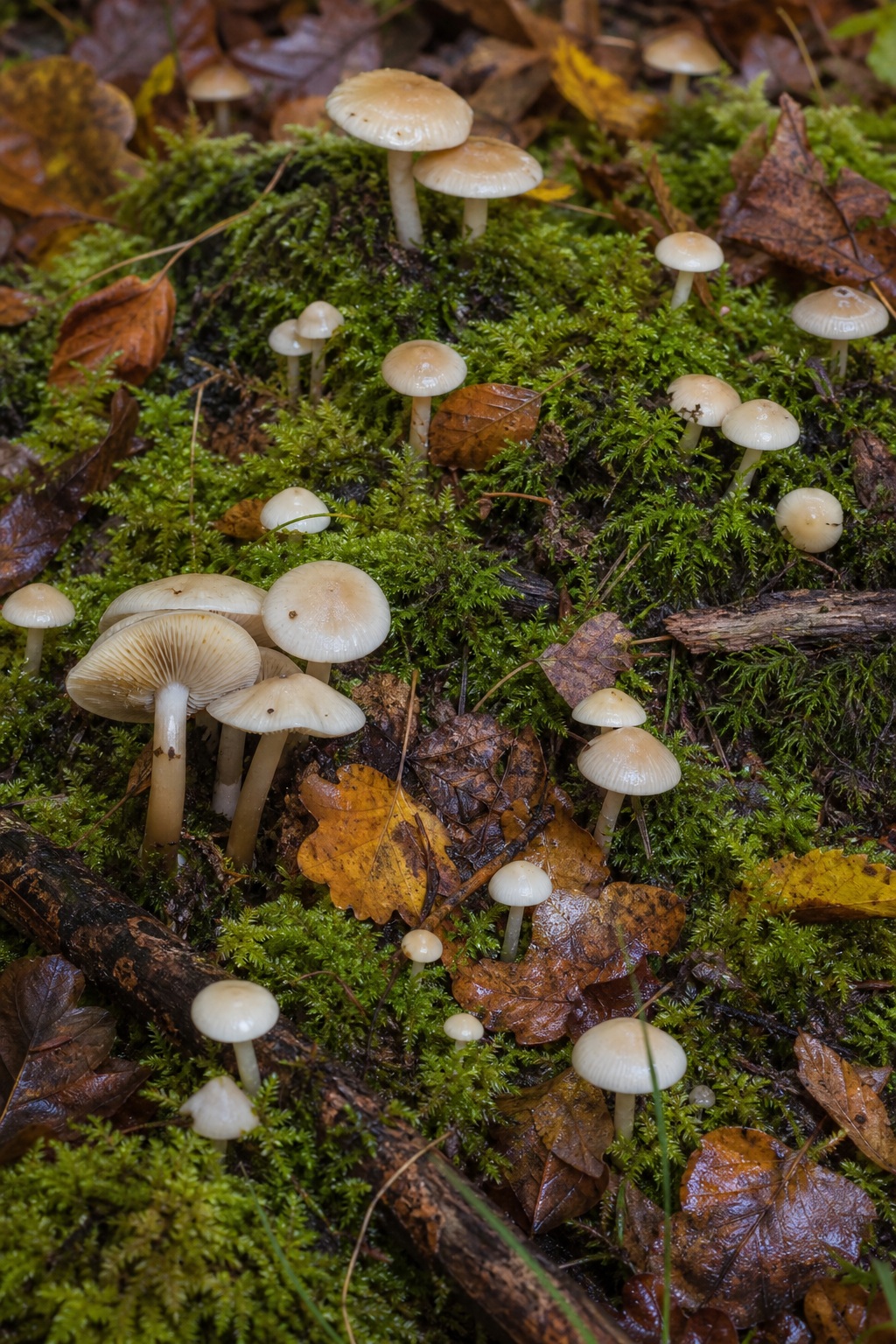 Pale mushroom caps growing among moss and fallen leaves on a forest floor.