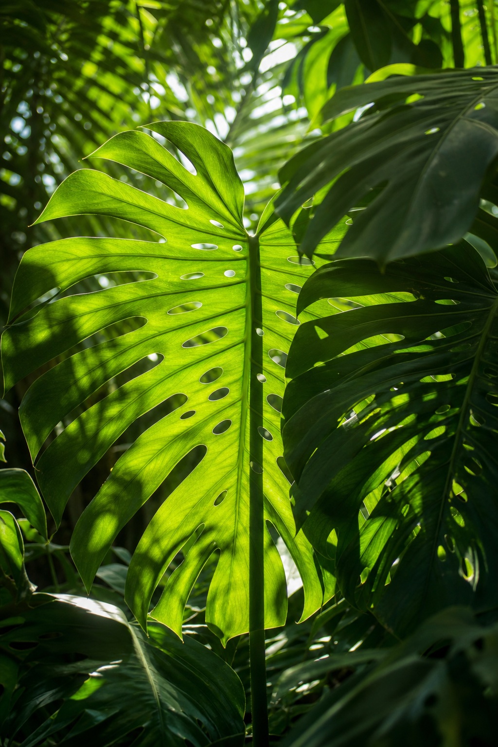 Vertical green monstera leaves with sunlight shining through and dark leaf shadows around them