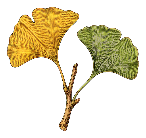 Preview for Ginkgo Leaf Botanical Sticker