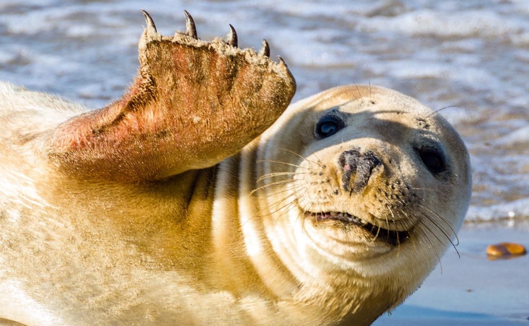 Preview for Smiling-seal-ocean-animal-meme-background-26b89