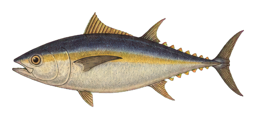 Preview for Vintage Tuna Sticker For Ocean Designs
