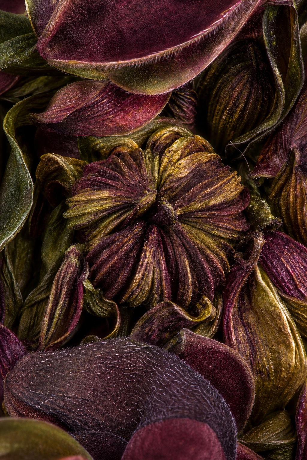 Preview for Deep Jewel Tone Botanical Macro Background
