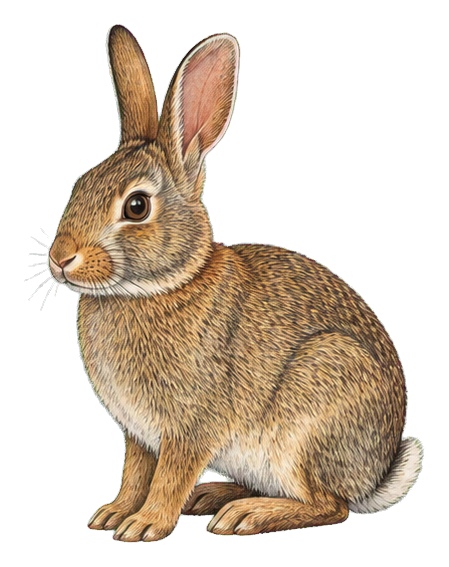 Preview for Eastern Cottontail Rabbit Sticker
