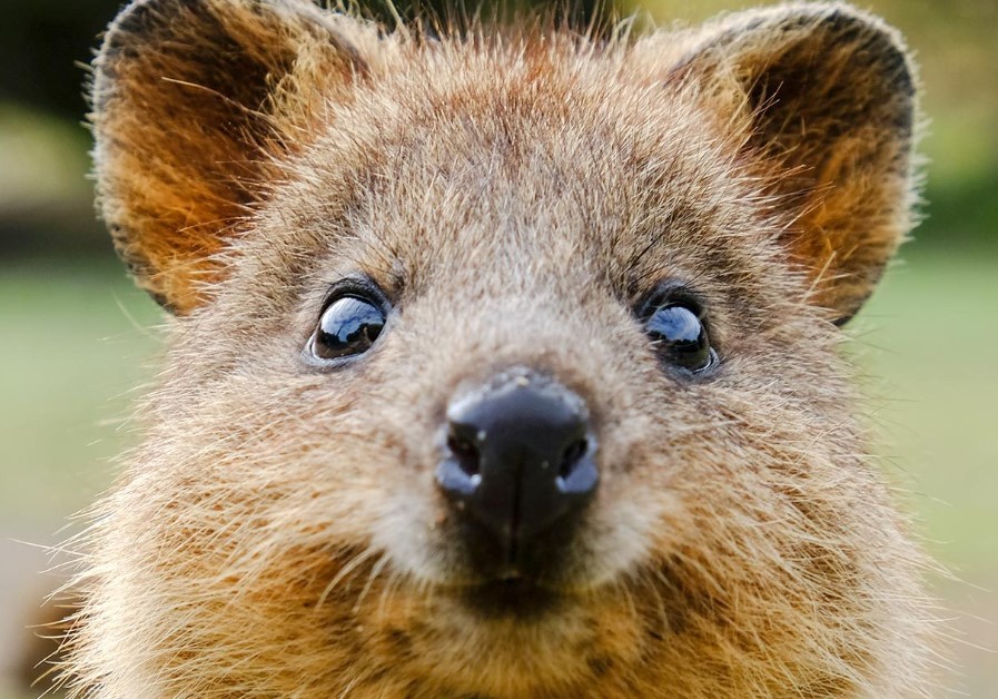 Preview for Quokka-smile-western-australia-animal-meme-background-d119c