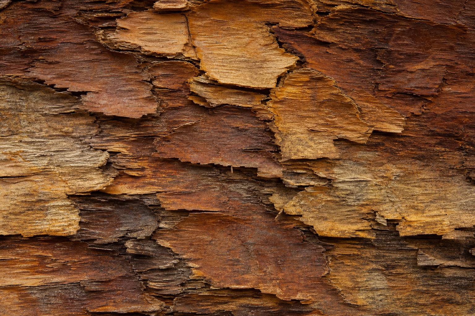 Preview for Warm Aged Birch Bark Background
