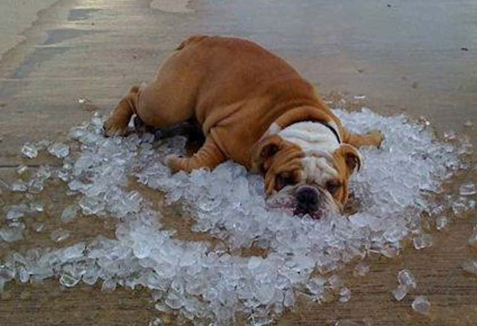 Preview for Dog-on-ice-summer-meme-background-cbd85