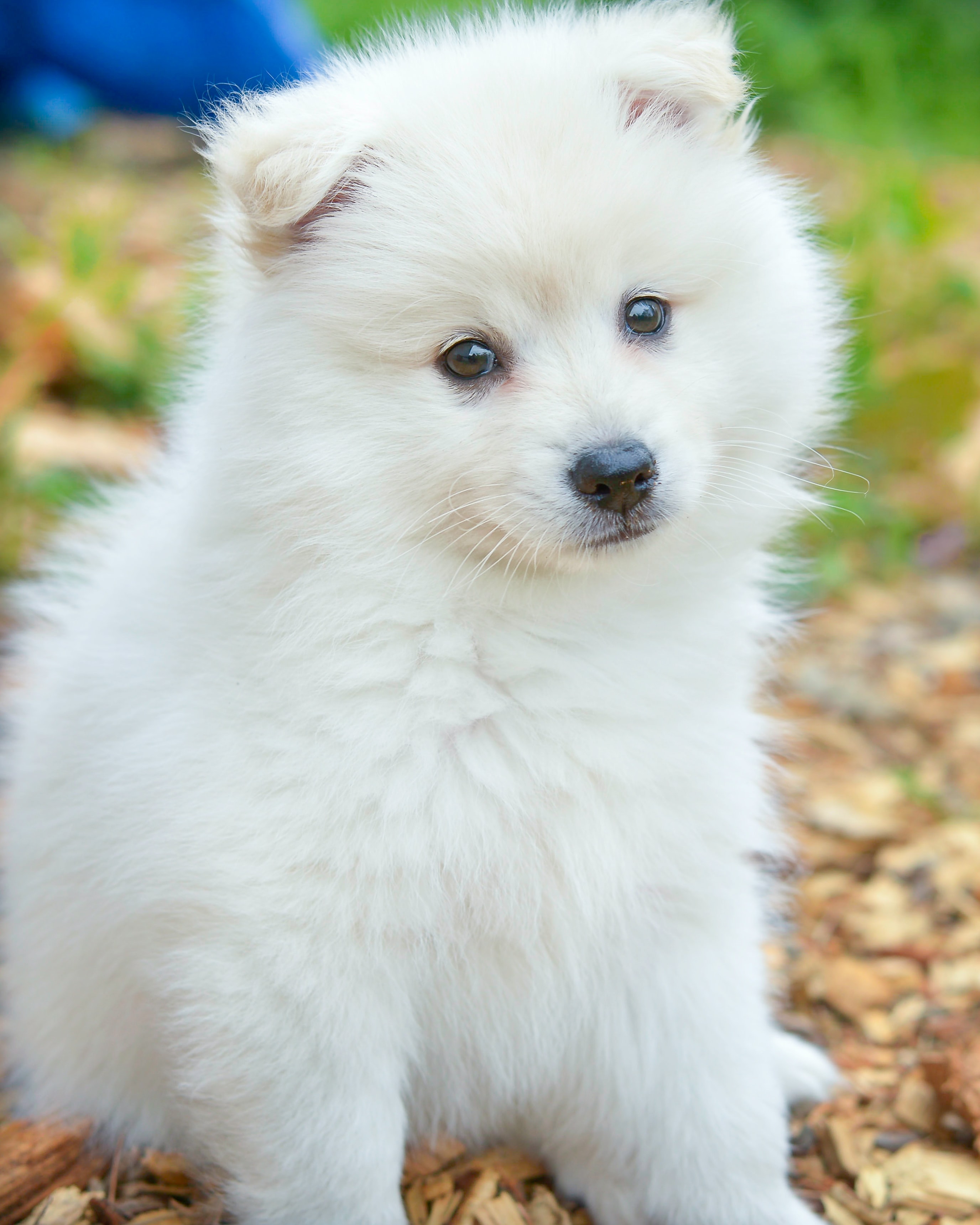 Preview for White-pomeranian-puppy-animal-background-67eee