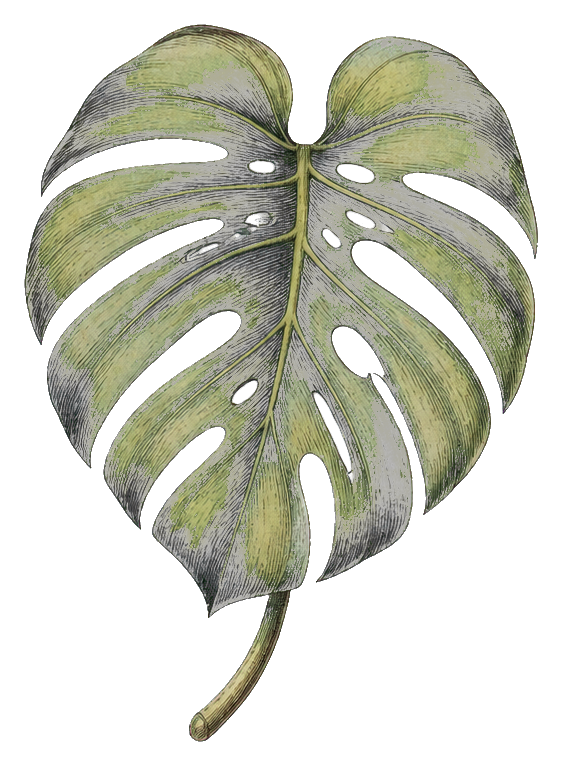 Preview for Monstera Leaf Botanical Sticker