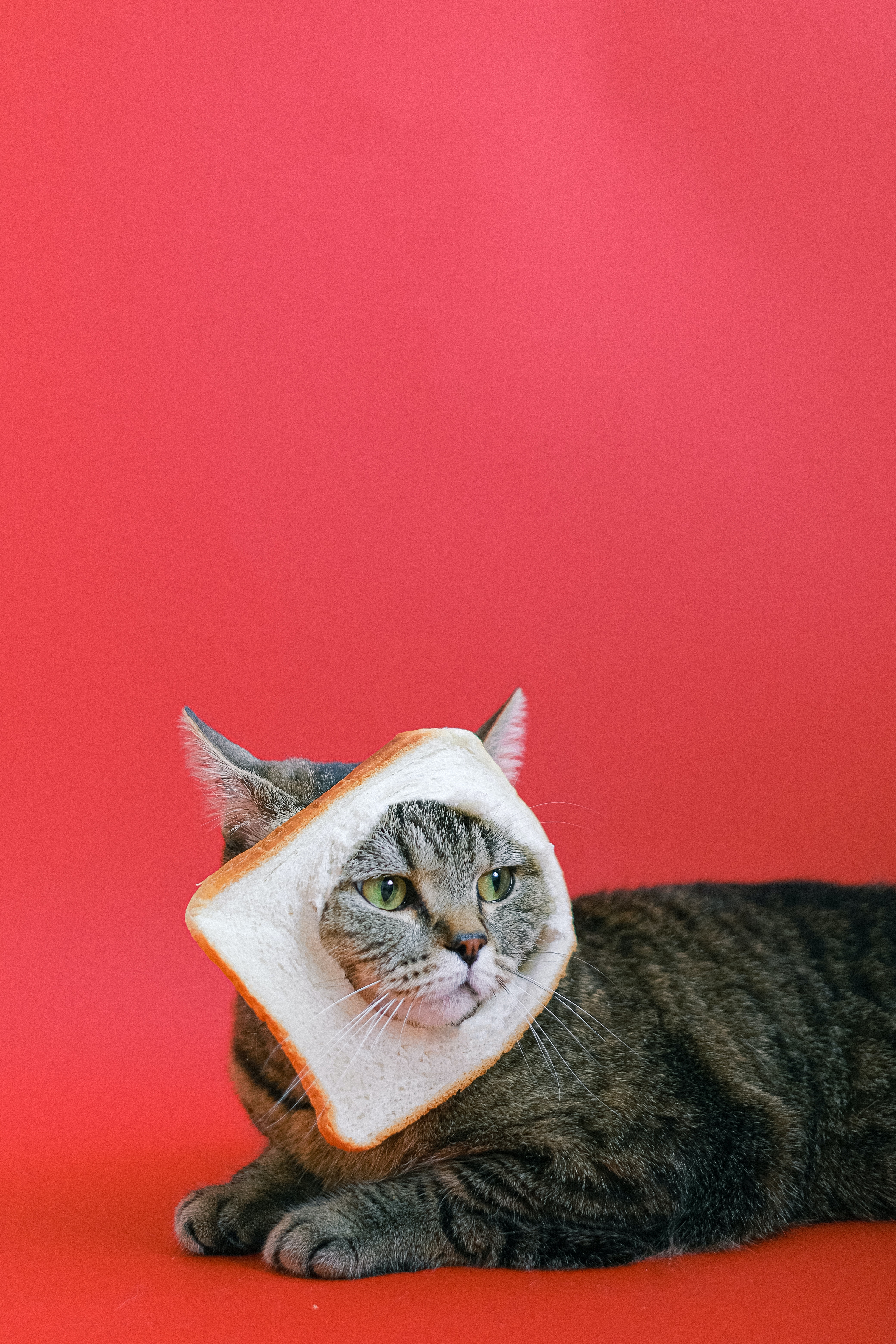 Preview for Cat-with-toast-around-neck-cat-meme-background-0587d