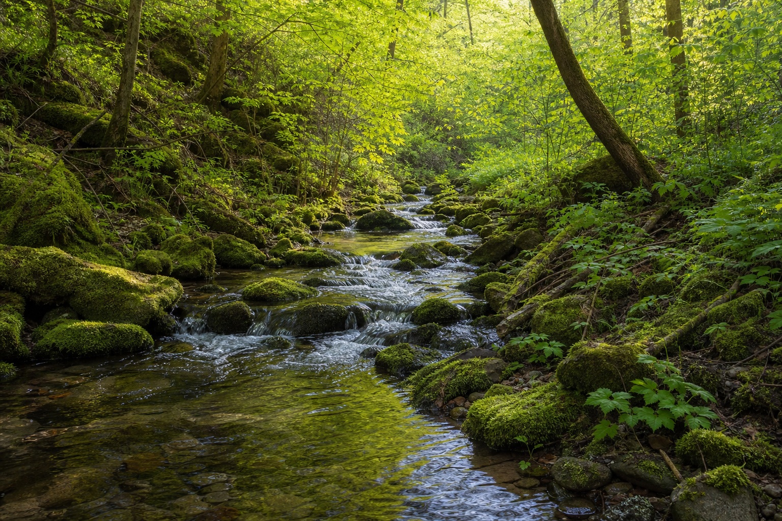 Preview for Spring Morning Mossy Ravine Stream Background