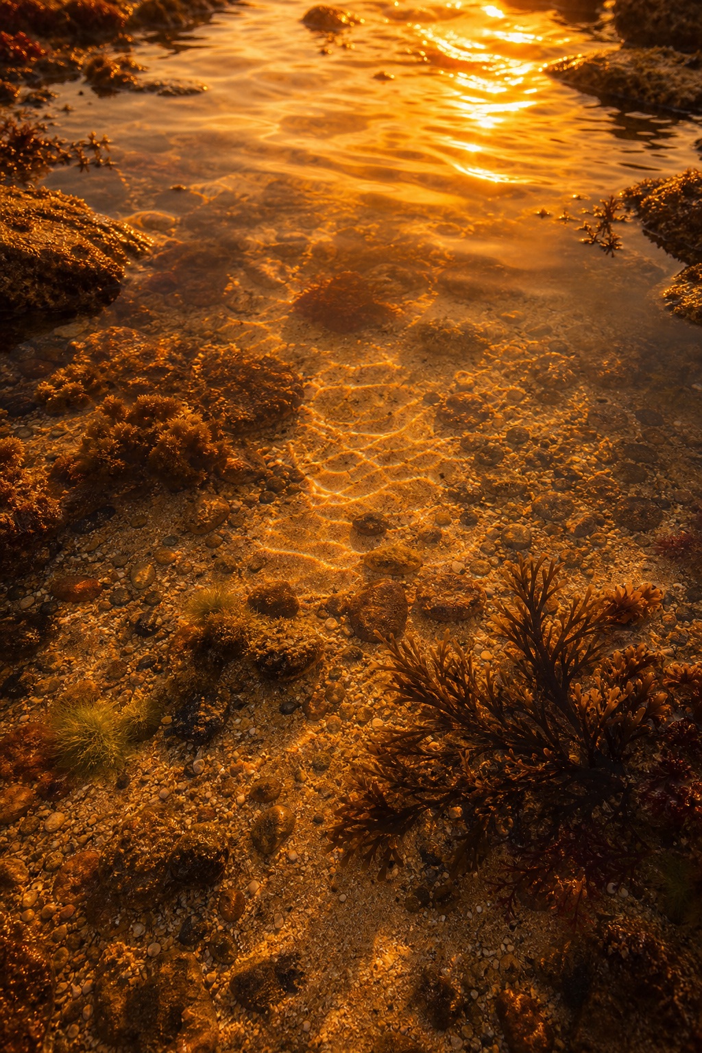 Preview for Amber Tide Pool Texture Background