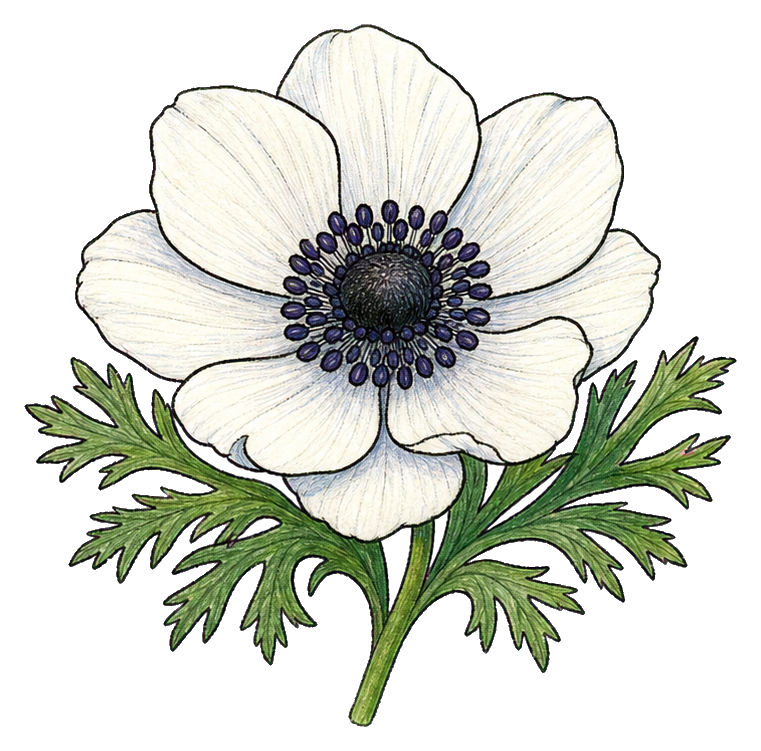 Preview for White Anemone Flower Sticker