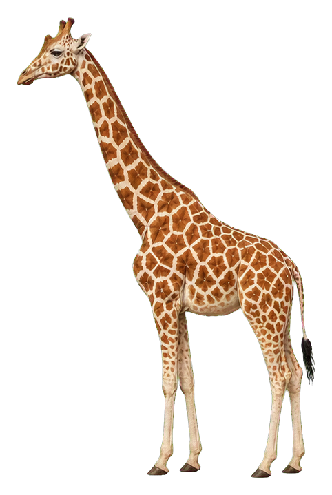 Preview for Reticulated Giraffe Sticker