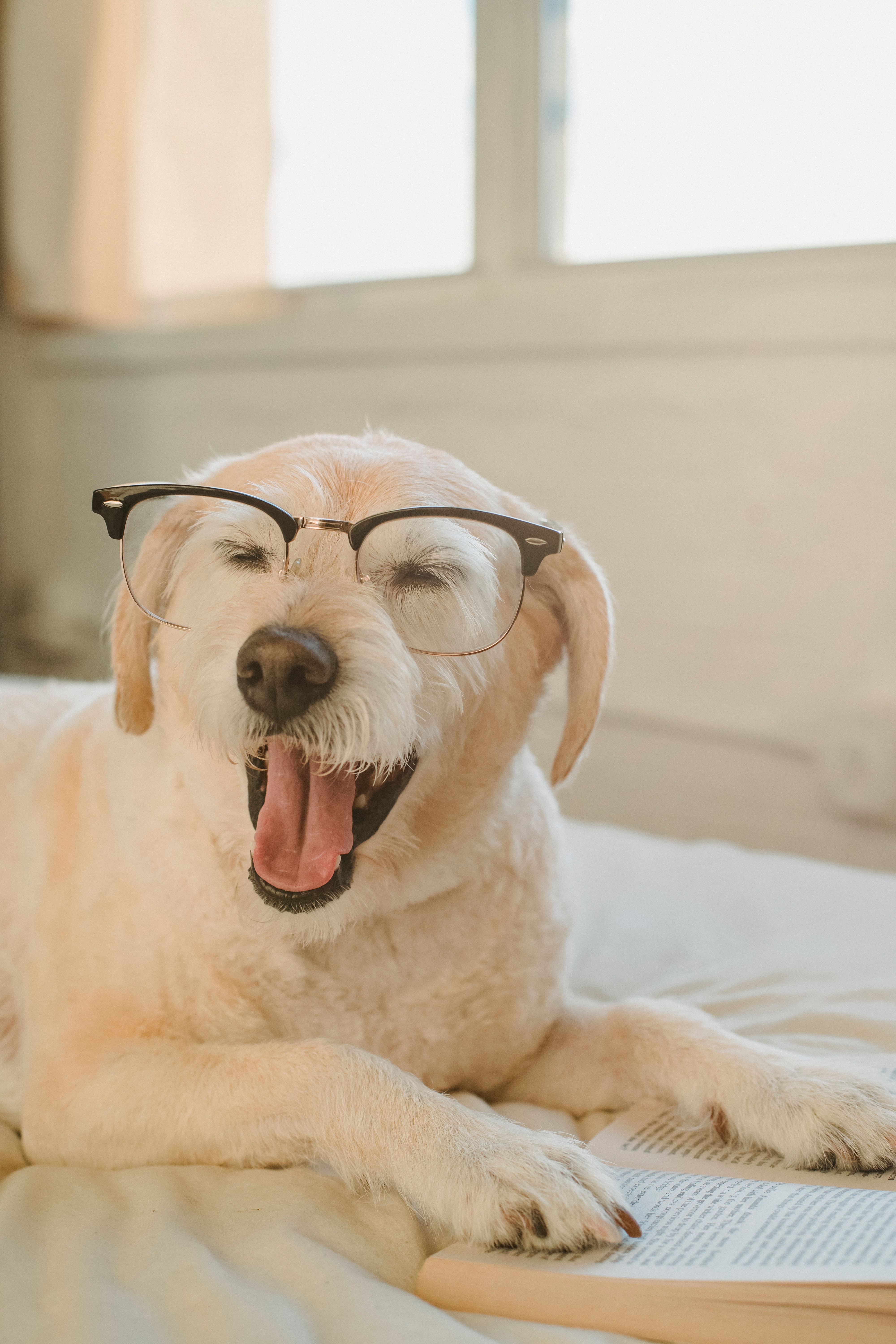 Preview for Relaxed-dog-with-glasses-dog-meme-background-cdf62